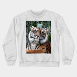 Sumatran Tiger Crewneck Sweatshirt